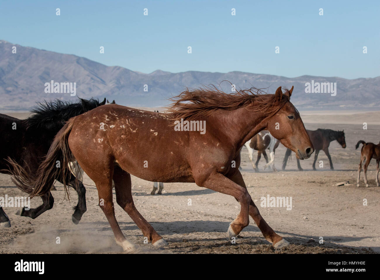 Fotoarchiv: Braun Wildpferd (Equus Ferus Caballus) kommt zu kreischenden Halt in der westlichen Wüste, Utah, USA, Nordamerika Stockfoto