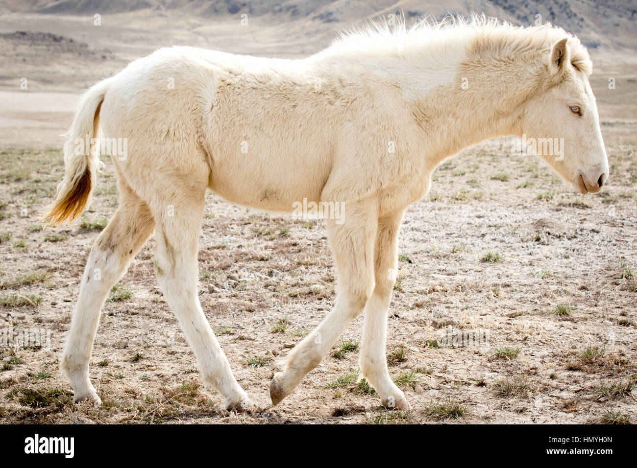 Stock Foto weiß Albino Mustang Profil (Equus Ferus Caballus) in der westlichen Wüste, Utah, USA, Nordamerika Stockfoto