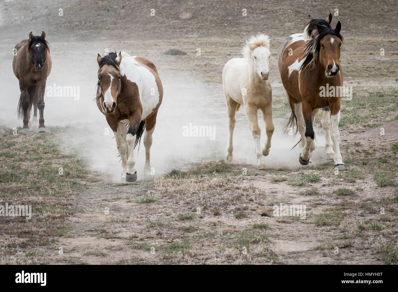 Lager kleine Gruppe von wilden Mustangs (Equus Ferus Caballus) laufen in Richtung Kamera in der westlichen Wüste, Utah, USA, Nordamerika Stockfoto