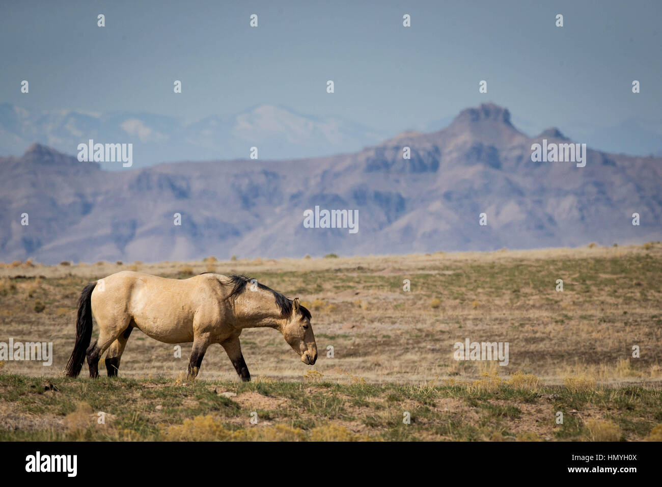 Lager Kiger Mustang Wildpferd (Equus Ferus Caballus) im Westen Wüste Nord-Utah, USA, Nordamerika Stockfoto