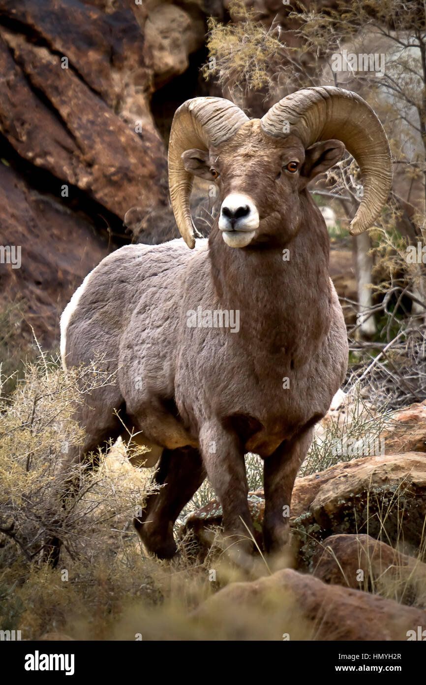 Vertikale Porträt des BigHorn Schafe Ram, Ovis Canadensis, im südlichen Utah, Green River, Utah, USA Stockfoto