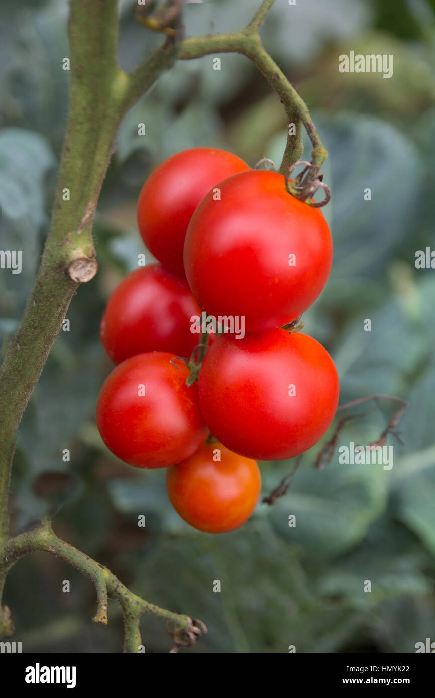 Reihe von Reife rote Tomate Closeup wachsen im Garten Stockfoto