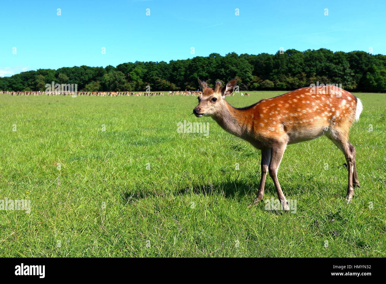 Junge niedliche Rehe Stockfoto