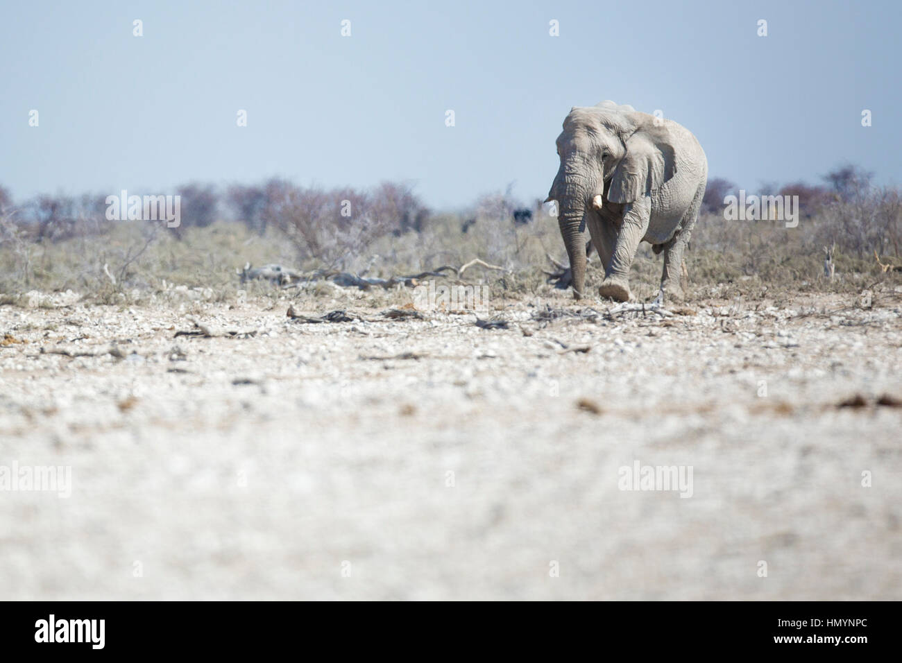 Elefantenbulle im Etosha Nationalpark, Namibia. Stockfoto