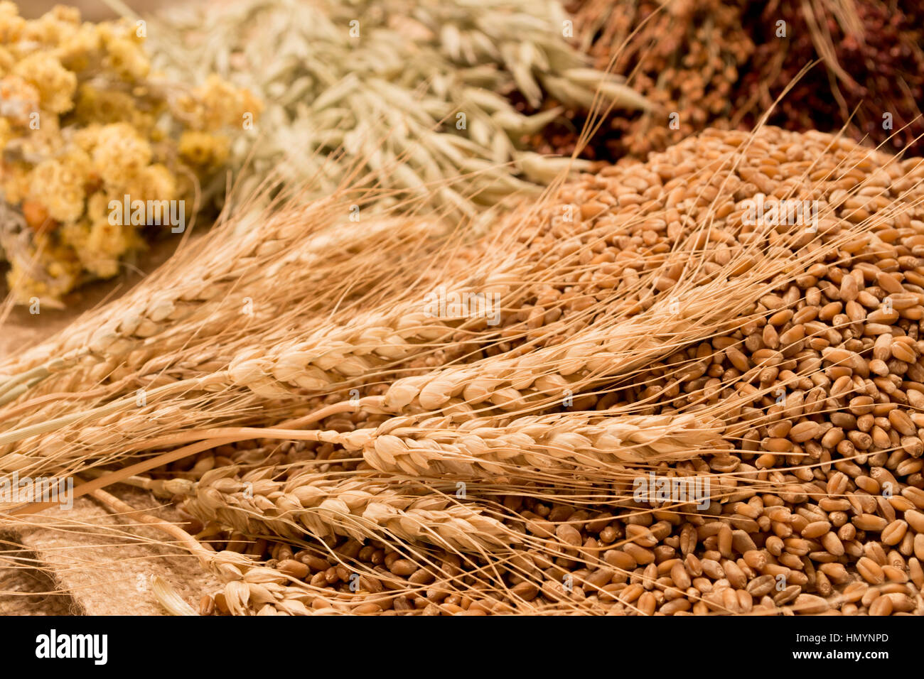 Weizen, Ähren und Gräser Stockfoto