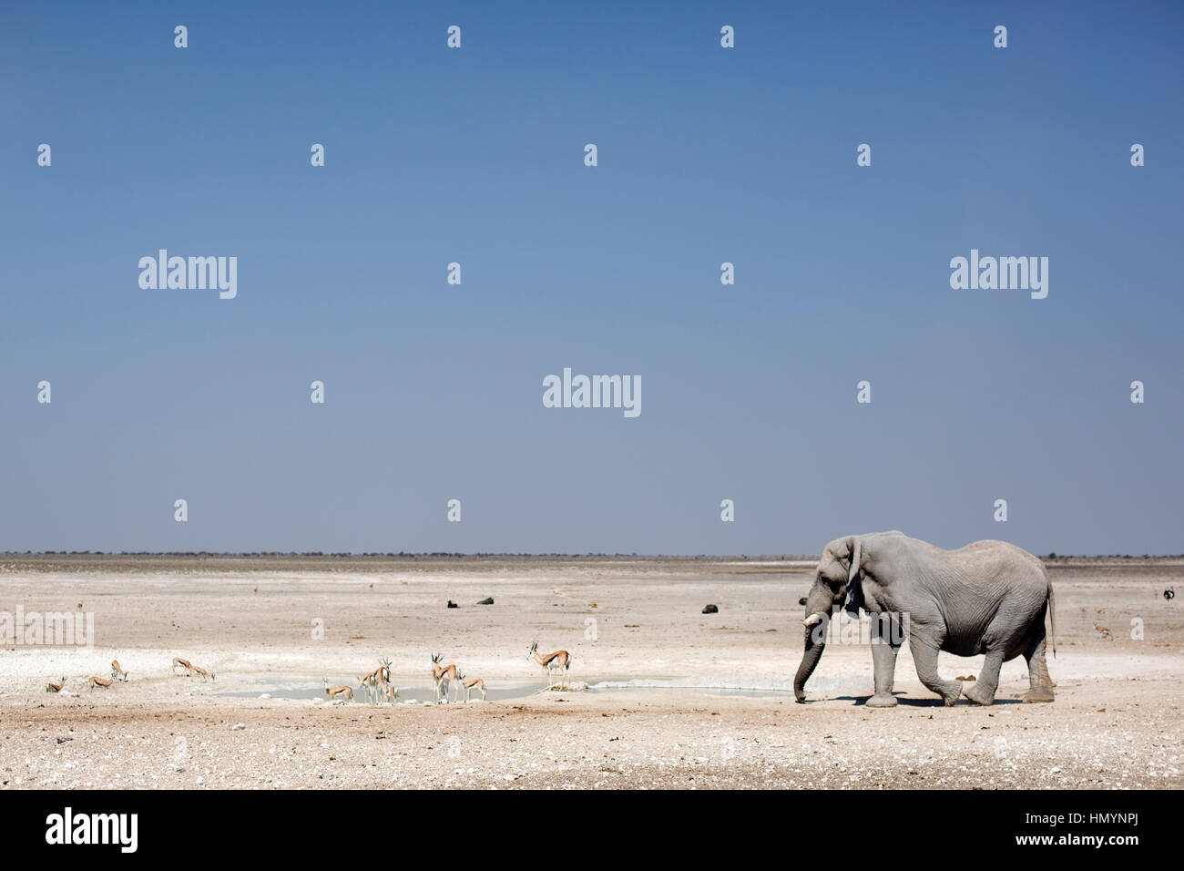 Elefantenbulle im Etosha Nationalpark, Namibia. Stockfoto