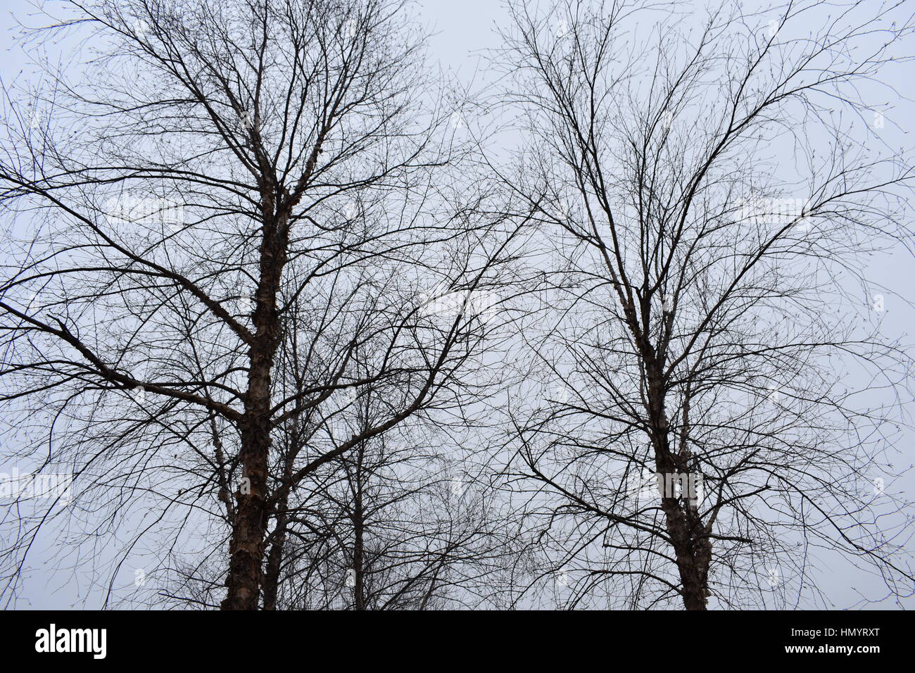 Blattlose Bäume im Winter Stockfoto