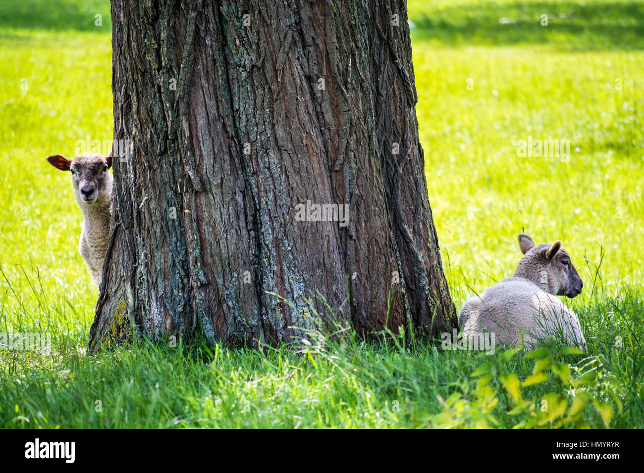 Zwei Schafe ruht unter einem großen Baum im Sommer Stockfoto