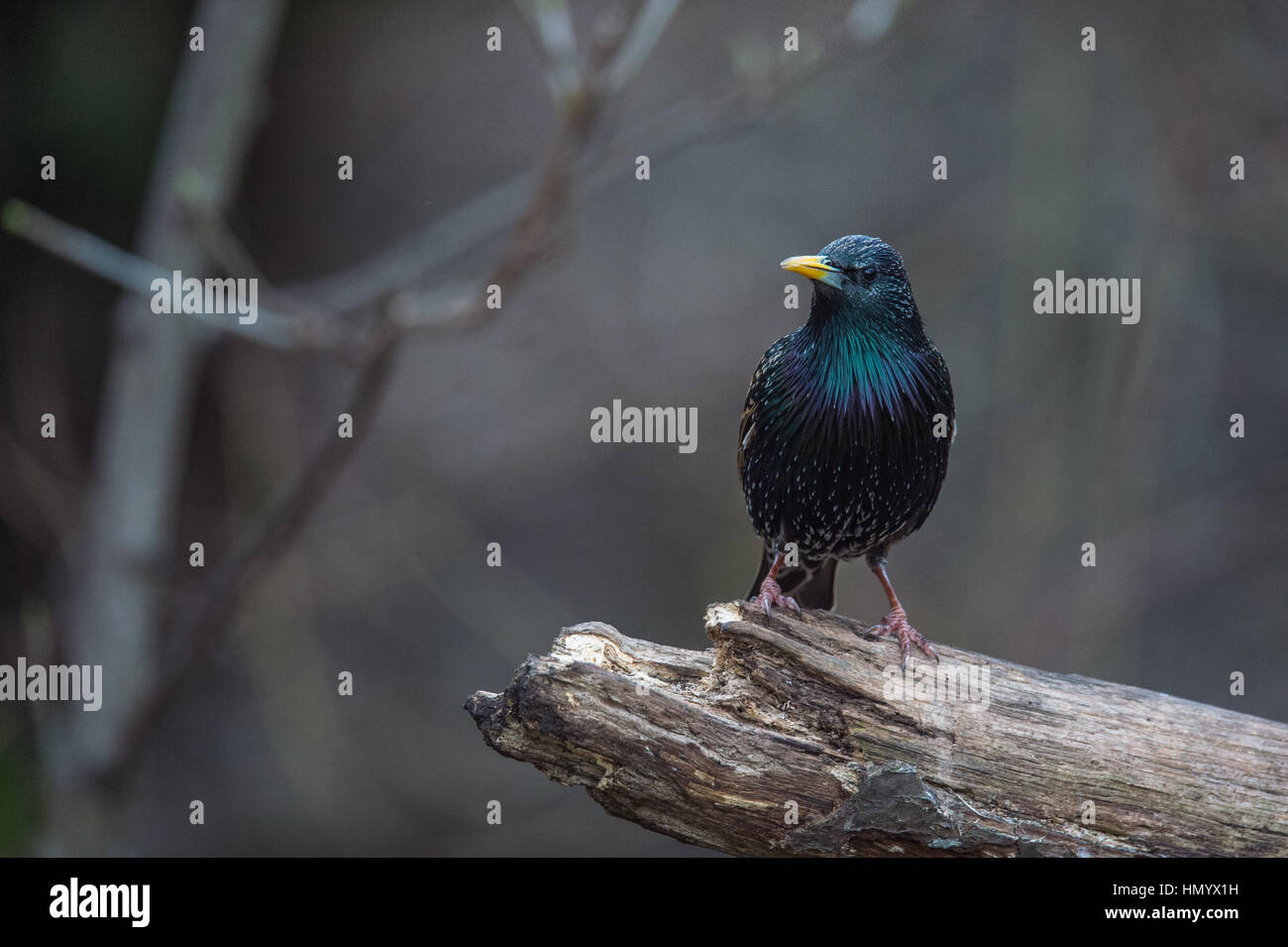 Starling auf einem Hochsitz Stockfoto