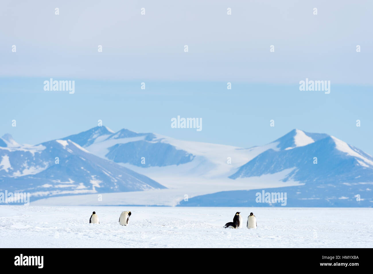 Kaiserpinguine auf die große Ebene des Ross-Schelfeis eingefroren in den Schatten gestellt. Stockfoto