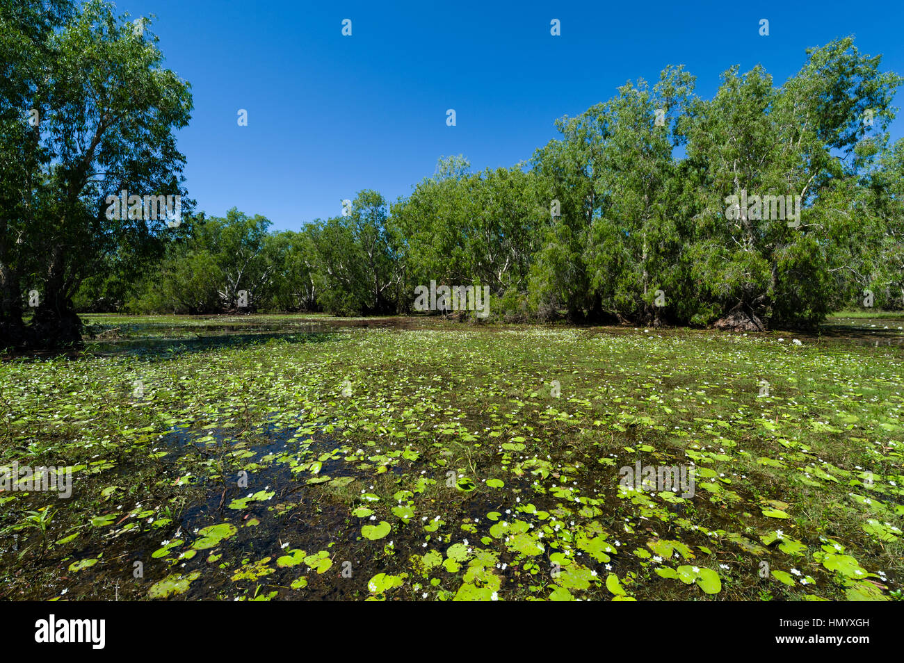 Seerosen auf der Oberfläche von einem Hause Billabong einen großen Salzwasser-Krokodil. Stockfoto