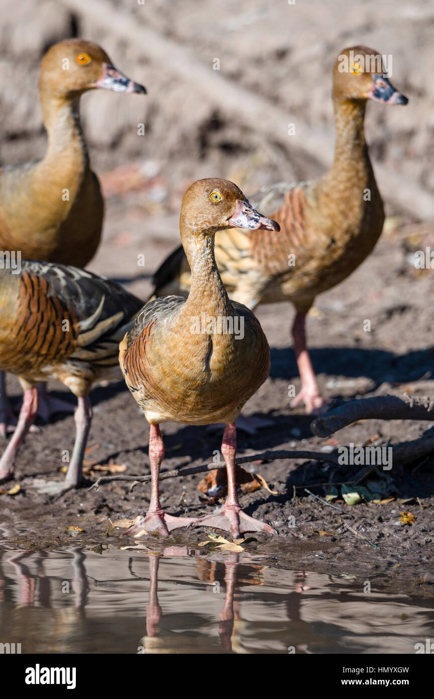 Gefiederte Pfeifen Enten am Ufer des ein Feuchtgebiet. Stockfoto