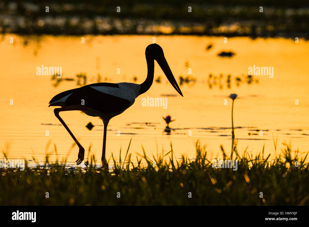 Die Silhouette einer schwarz-necked Storch Jagd nach Beute in den Untiefen bei Sonnenuntergang. Stockfoto