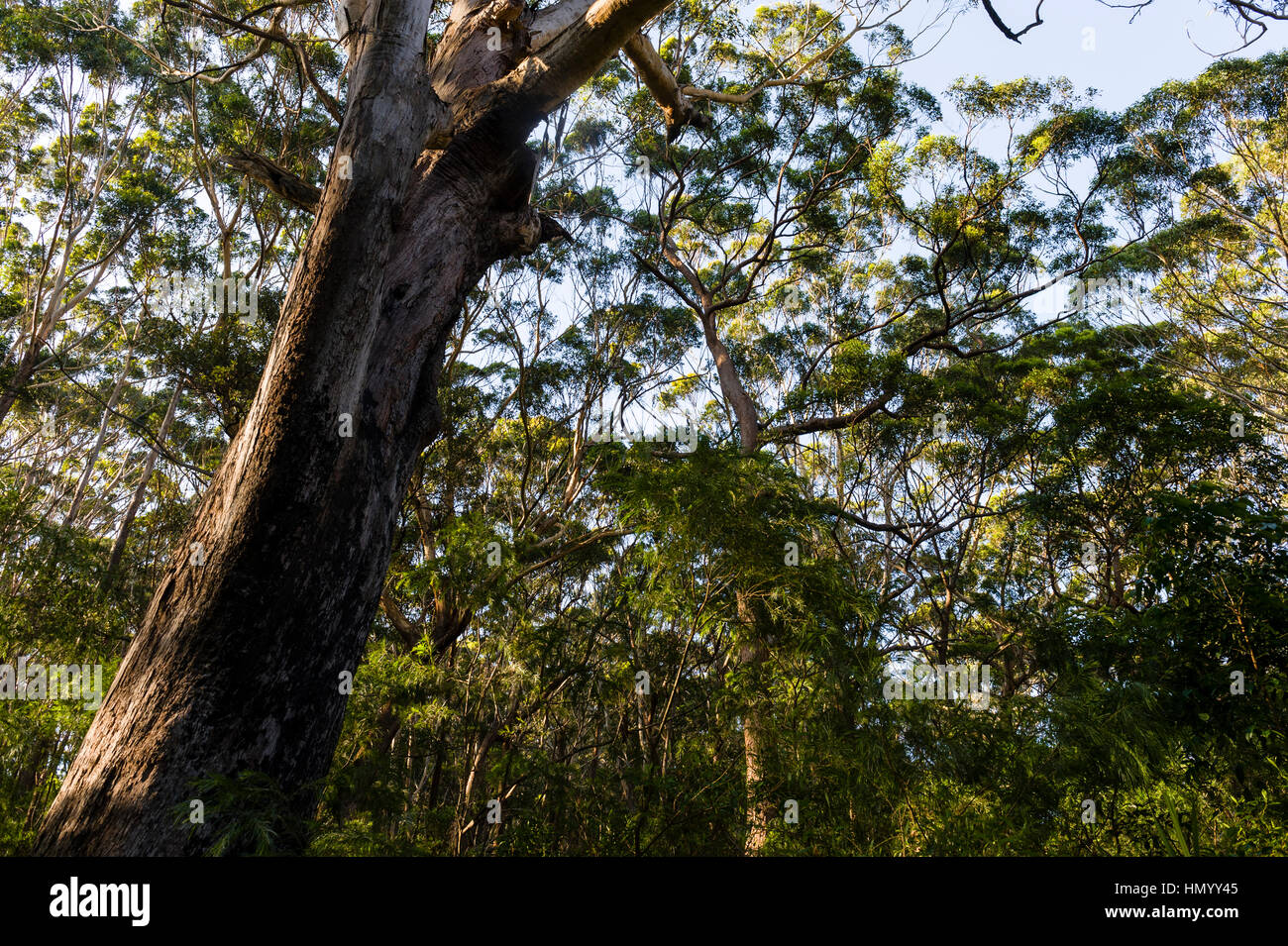 Der Stamm von einem Blackbutt Eukalyptus verzweigt sich in den Himmel. Stockfoto