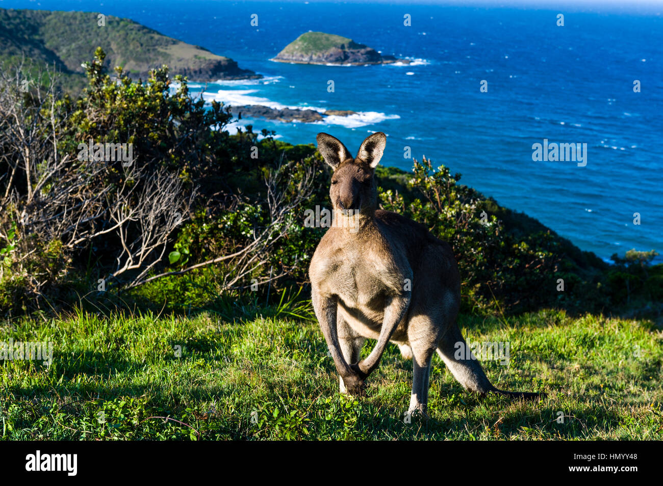 Eine östliche Grey Kangaroo auf einer Bergspitze, mit Blick auf den Ozean. Stockfoto