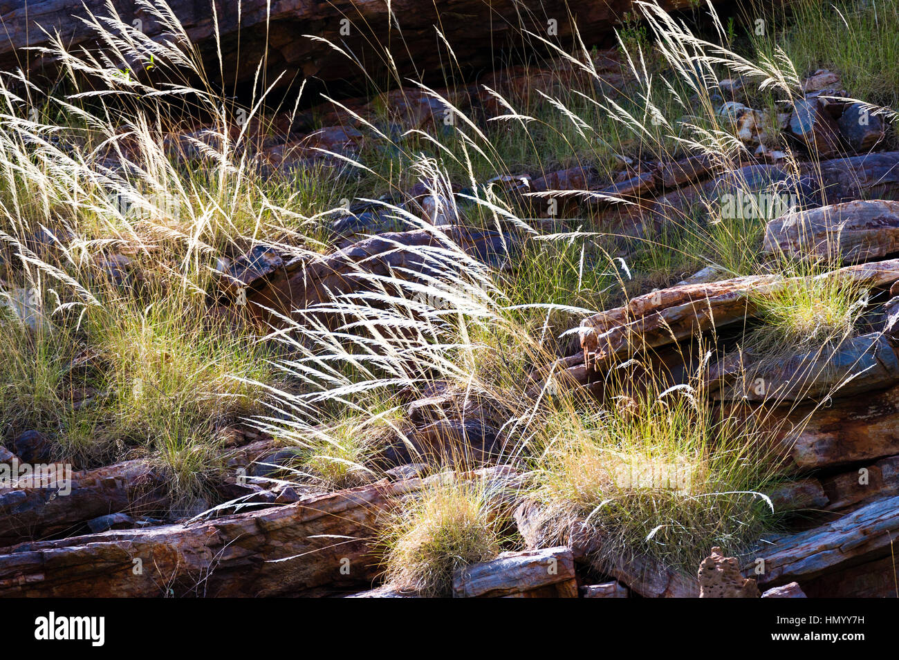 Hinterleuchtete Blüte Spinifex Grass auf einer Klippe in der Kimberley-Region. Stockfoto