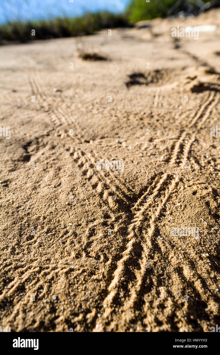 Eine Autobahn Kreuzung Insekt verfolgt auf einer Küste Sanddüne. Stockfoto