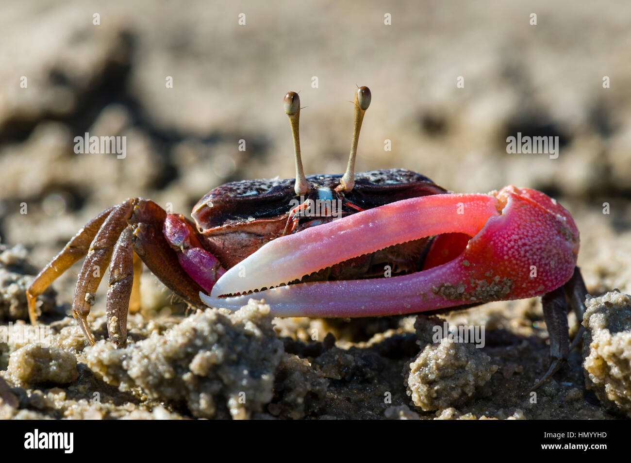 Die hellen rosa Klaue eines männlichen Fiedlerkrabbe für Verteidigung auf einer Gezeiten-Ebenen verwendet. Stockfoto