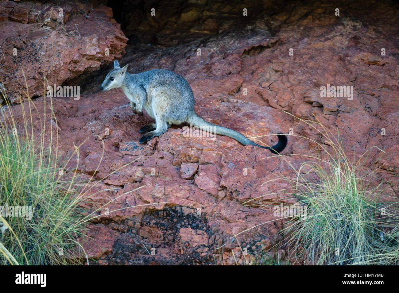 Ein schüchtern Short-eared Felsen-Wallaby Zuflucht im Schatten eines Felsens während der Hitze des Tages. Stockfoto