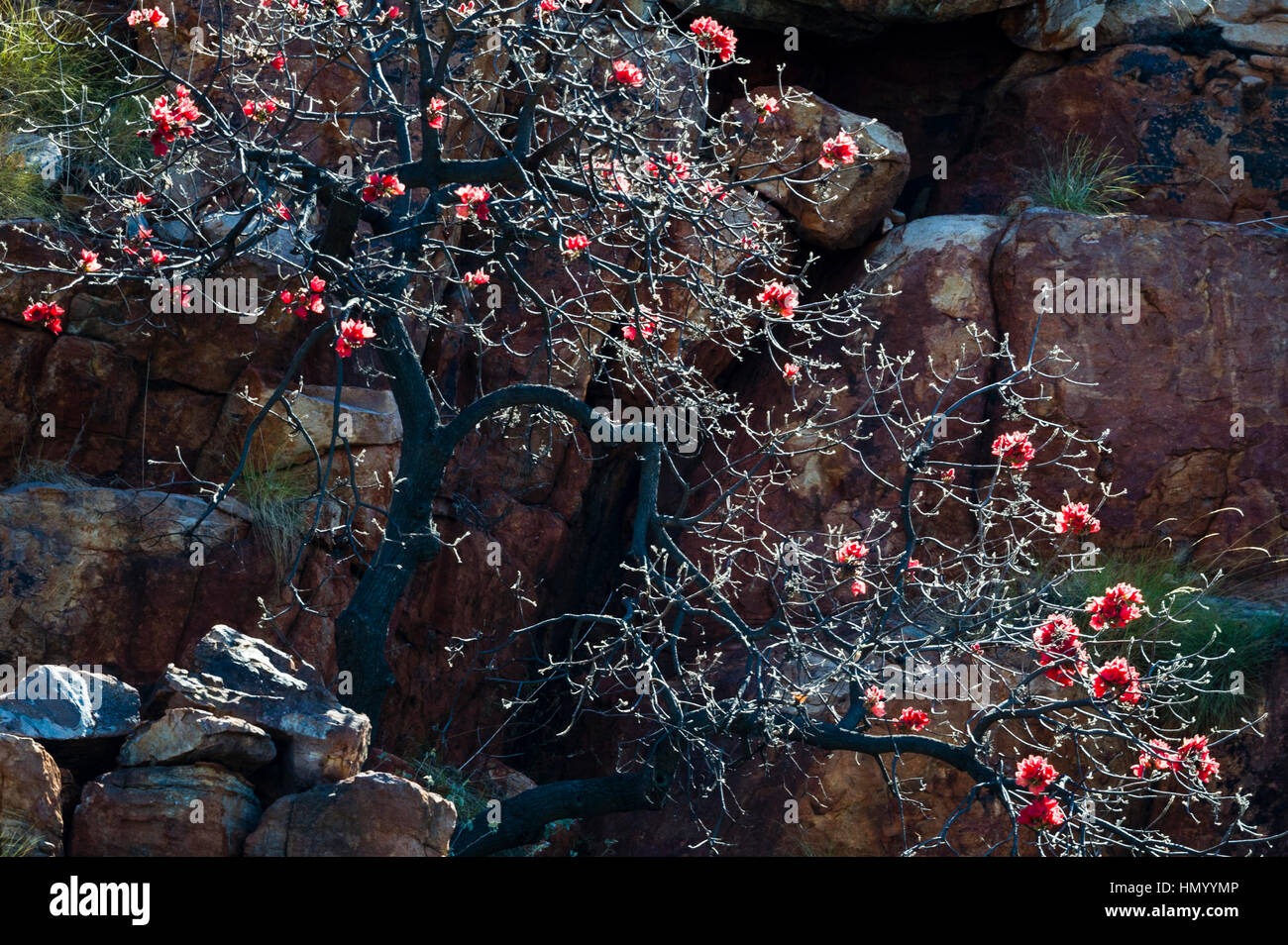 Die roten Blüten des klebrigen Kurrajong Hintergrundbeleuchtung gegen einer einsamen Klippe. Stockfoto