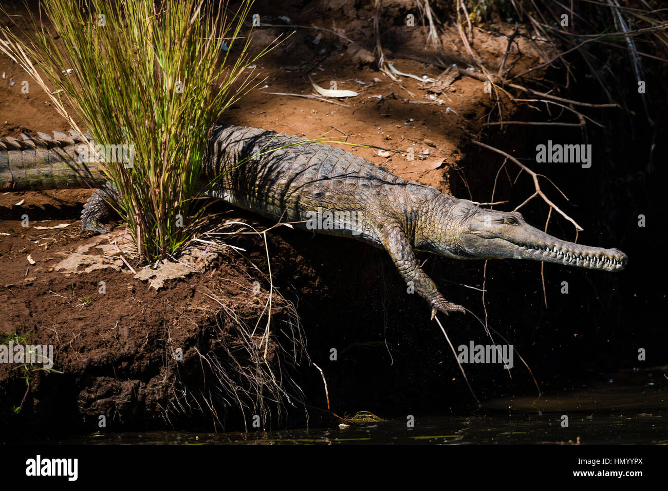 Ein Süßwasser Krokodil springt von einem Flussufer nach der Sonne zu aalen. Stockfoto
