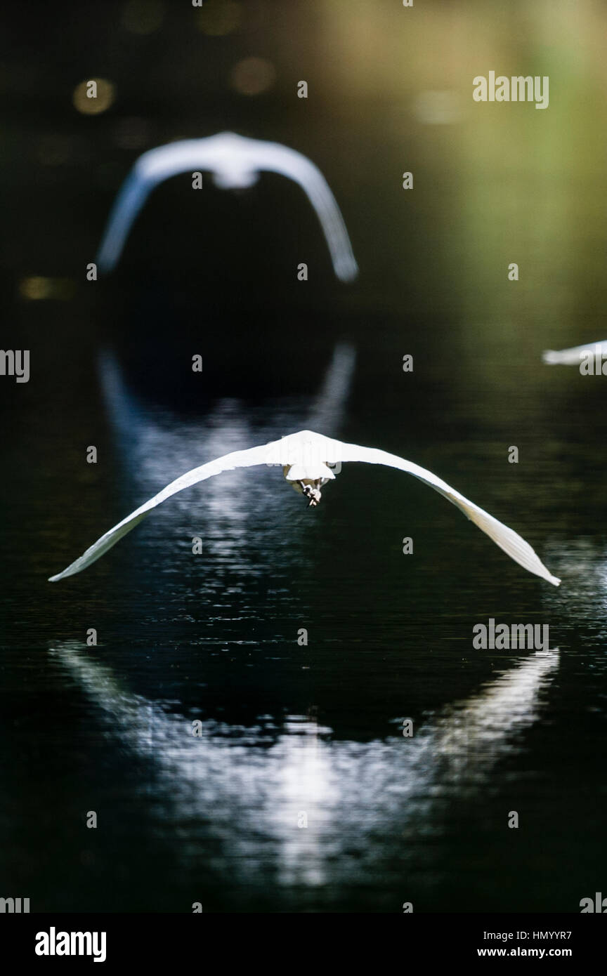 Die gebogenen Downbeat Flügel des ein Seidenreiher im Flug über einen schattigen Fluss. Stockfoto