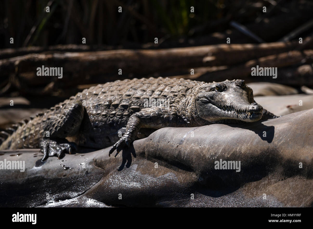 Ein Süßwasser Krokodil Sonne aalen auf einen reibungslosen Fluss-Stein. Stockfoto