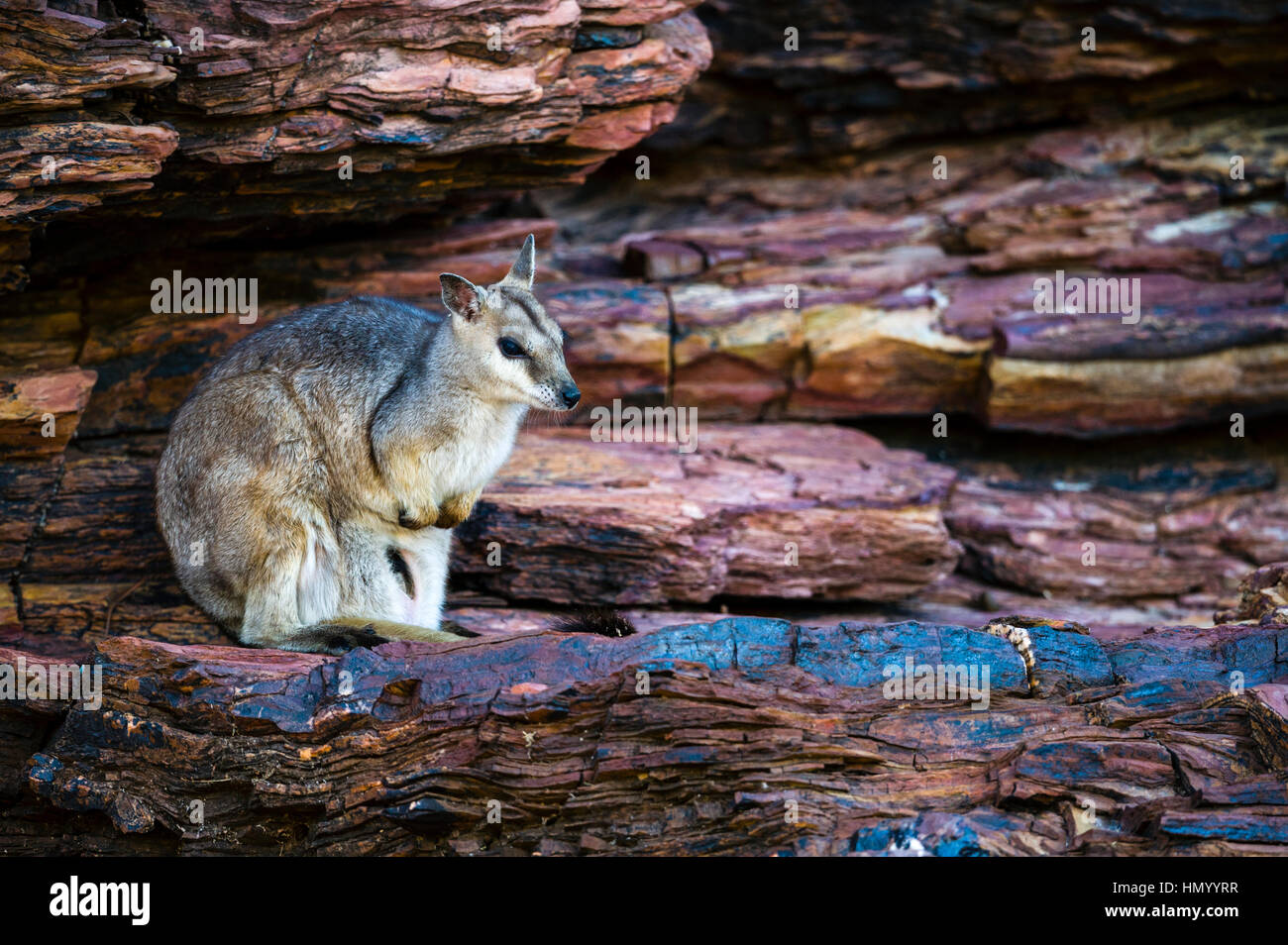 Ein schüchtern Short-eared Felsen-Wallaby Zuflucht im Schatten eines Felsens während der Hitze des Tages. Stockfoto