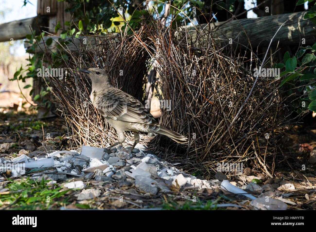 Eine große Laubenvogel aufräumen seinen Stick Laube für Balz zeigt. Stockfoto