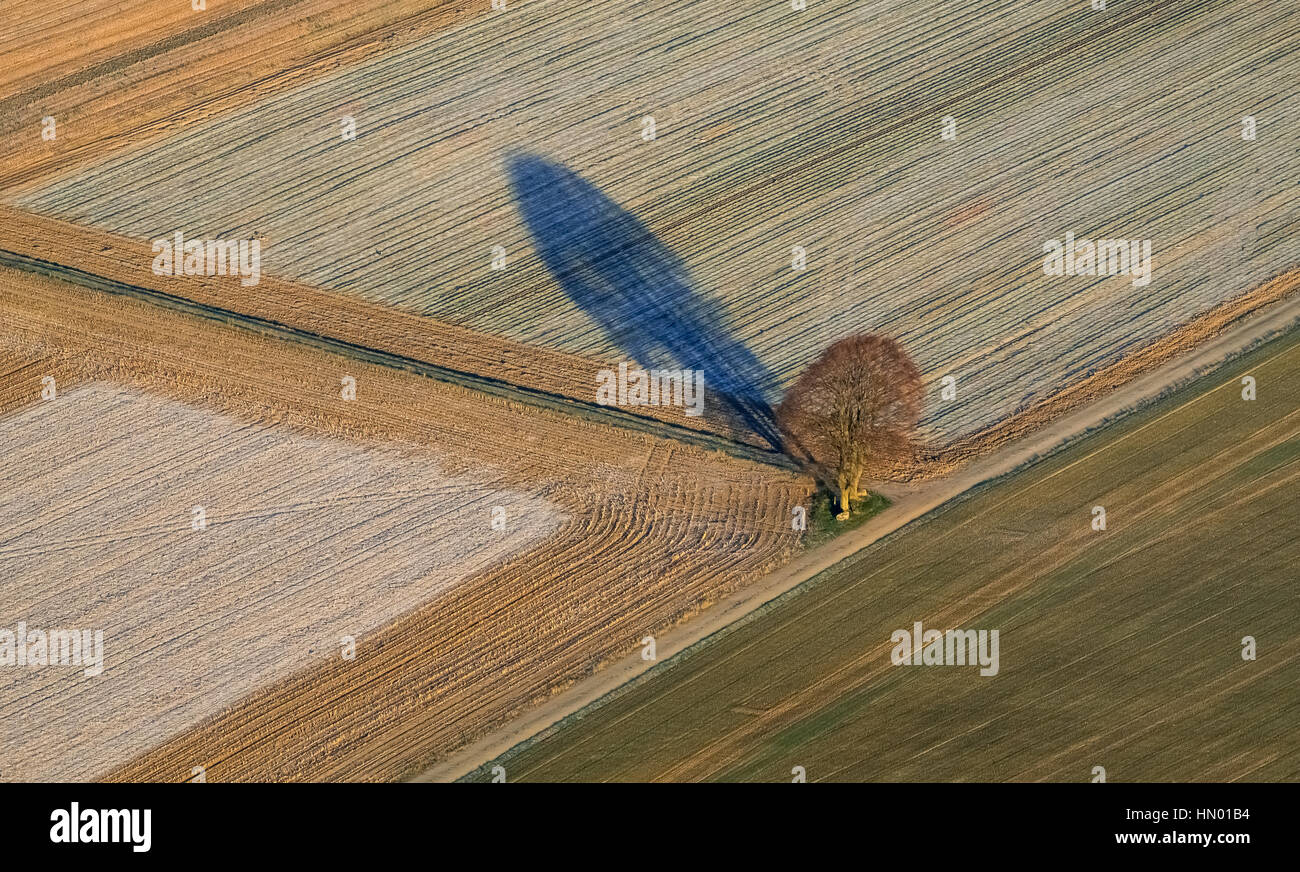 Baum wirft Schatten auf abgeernteten Feldern, Titz, Rheinland, Nordrhein-Westfalen, Deutschland Stockfoto