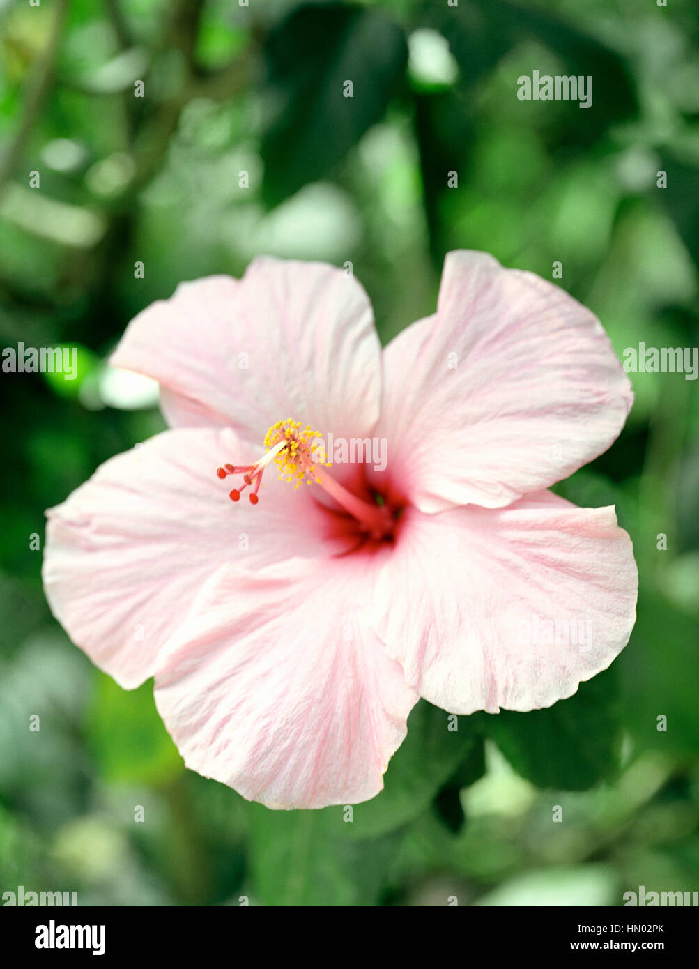 Eine Nahaufnahme von einer rosa Hibiskus Blume. Edmund Waldreservat. St Lucia. Stockfoto