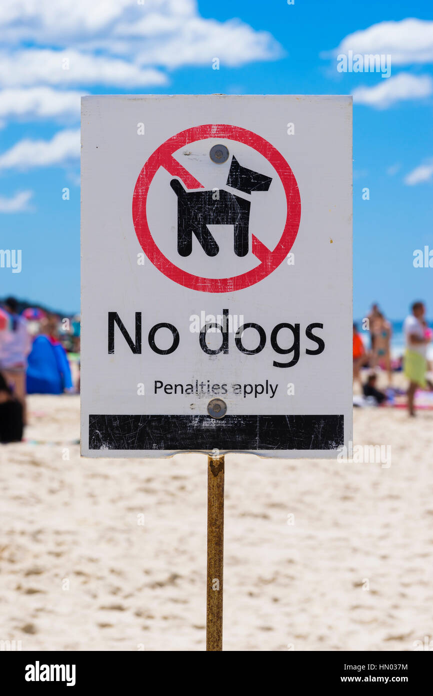 Melden Sie keine Hunde am Strand Stockfoto