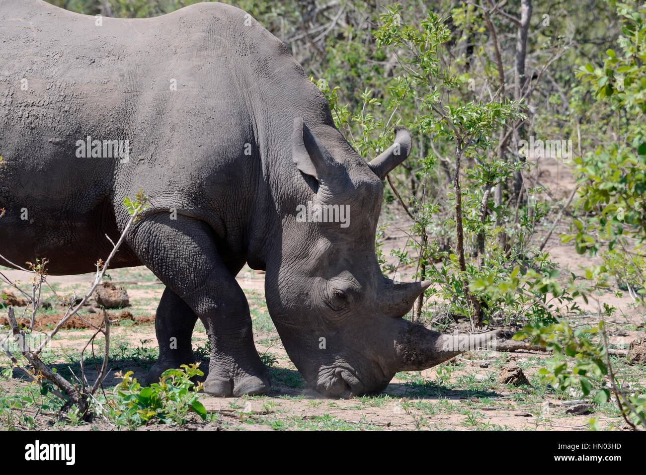 Breitmaulnashorn oder Square-lippige Rhinoceros (Ceratotherium Simum), Weiden, Krüger Nationalpark, Südafrika, Afrika Stockfoto