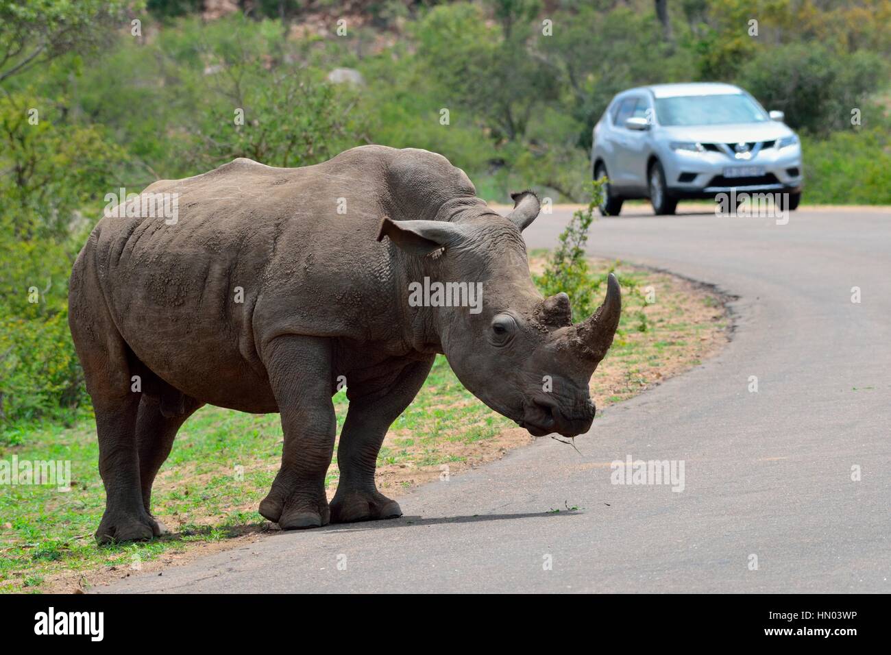 Breitmaulnashorn (Ceratotherium Simum), erwachsener Mann am Rand der asphaltierten Straße mit touristischen Fahrzeug, Krüger Nationalpark, Südafrika, Afrika Stockfoto