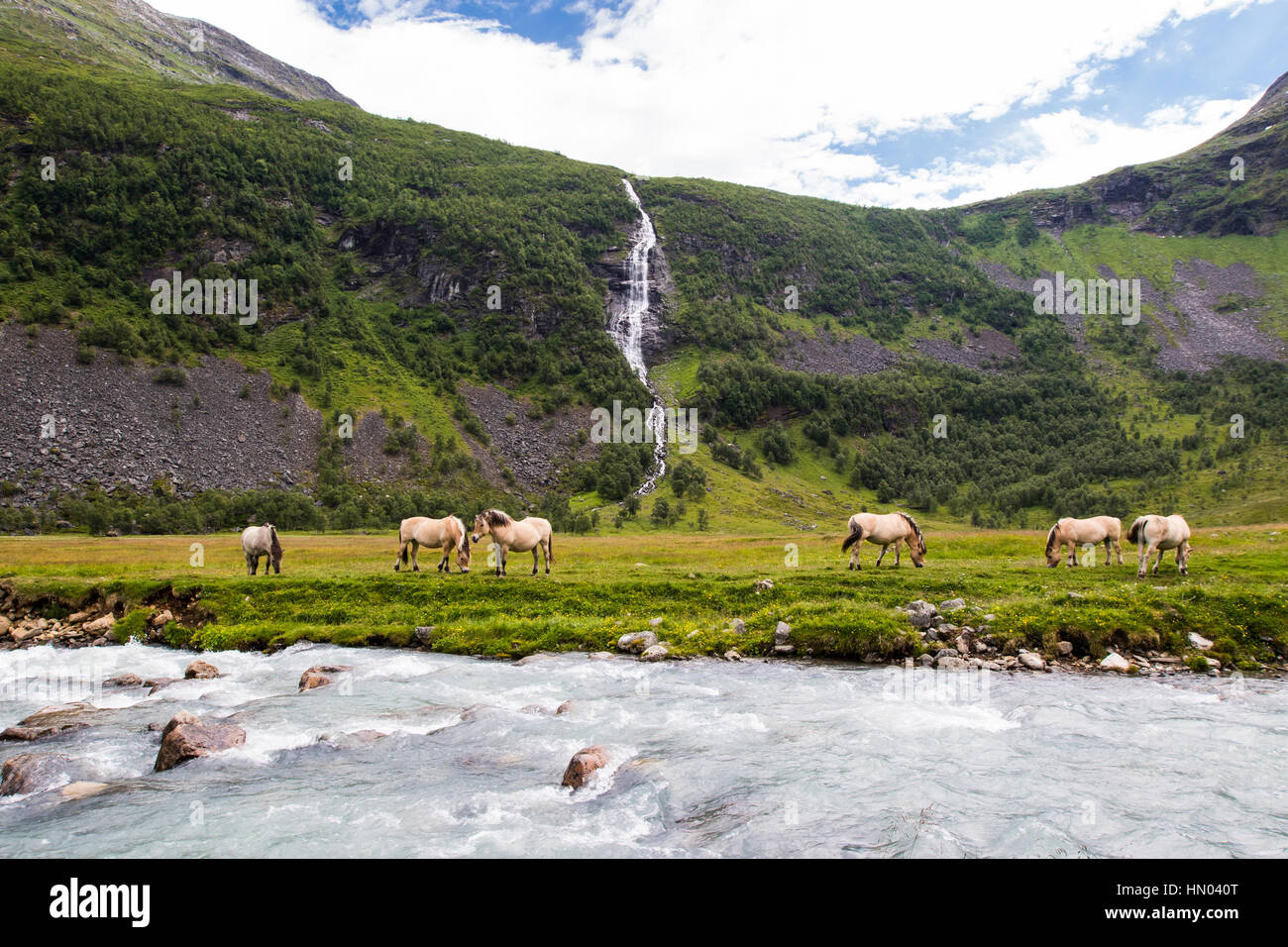 Herde von Pferden im Sommer Alm Herdalssetra, møre Og Romsdal, Norwegen Stockfoto