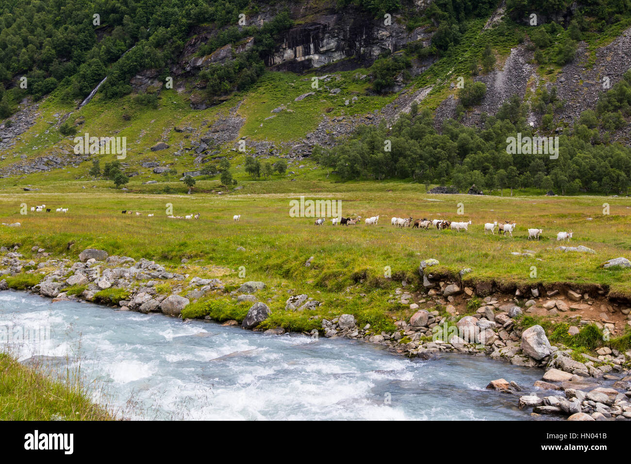 Ziegenherde im Sommer Alm Herdalssetra, møre Og Romsdal, Norwegen Stockfoto