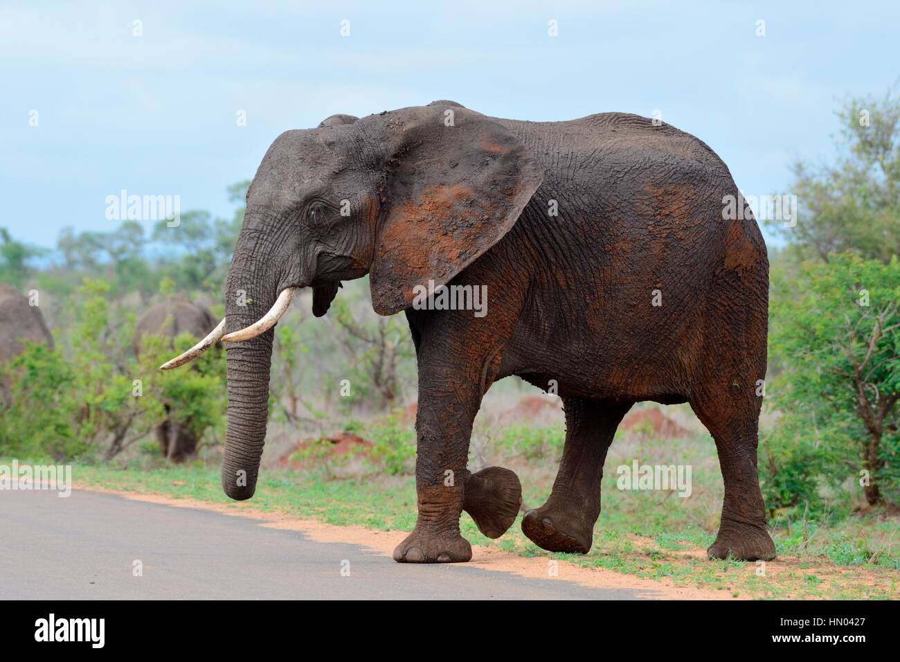 Afrikanischer Bush Elefant (Loxodonta Africana) über eine asphaltierte Straße, Krüger Nationalpark, Südafrika, Afrika Stockfoto