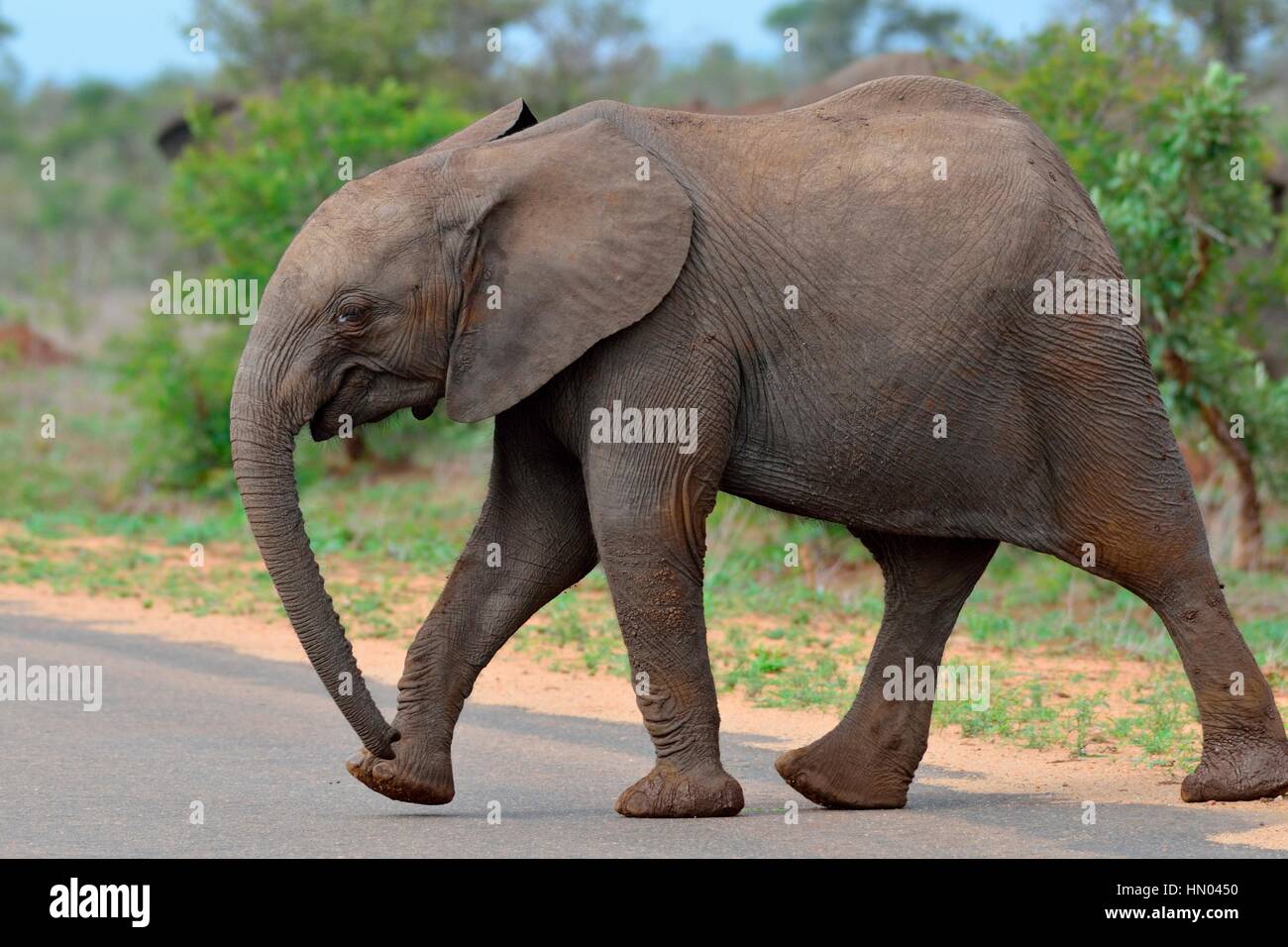 Afrikanischer Bush Elefant (Loxodonta Africana) Kalb über eine asphaltierte Straße, Krüger Nationalpark, Südafrika, Afrika Stockfoto