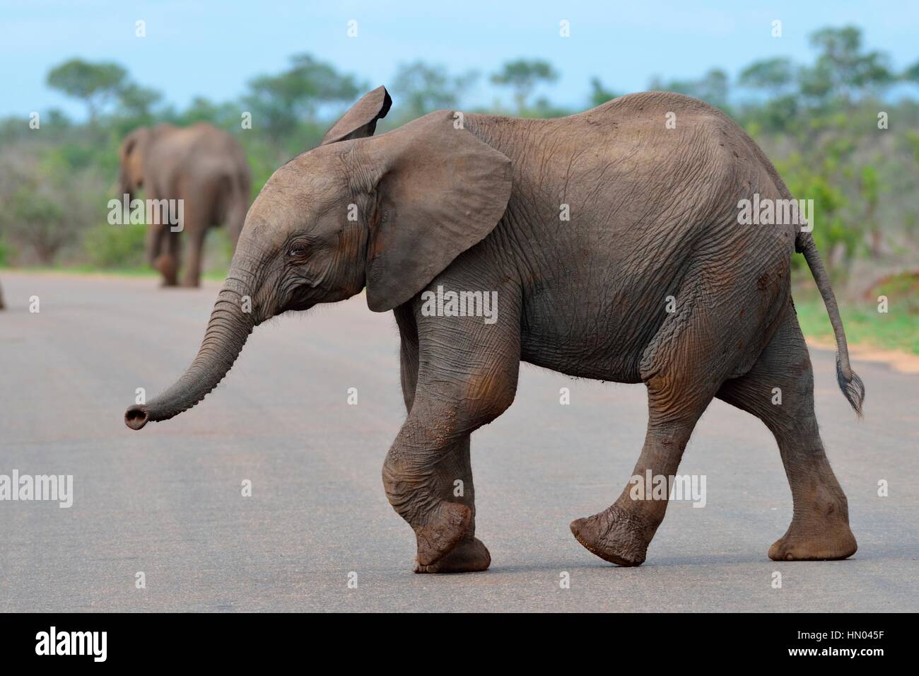 Afrikanischer Bush Elefant (Loxodonta Africana) Kalb über eine asphaltierte Straße, Krüger Nationalpark, Südafrika, Afrika Stockfoto