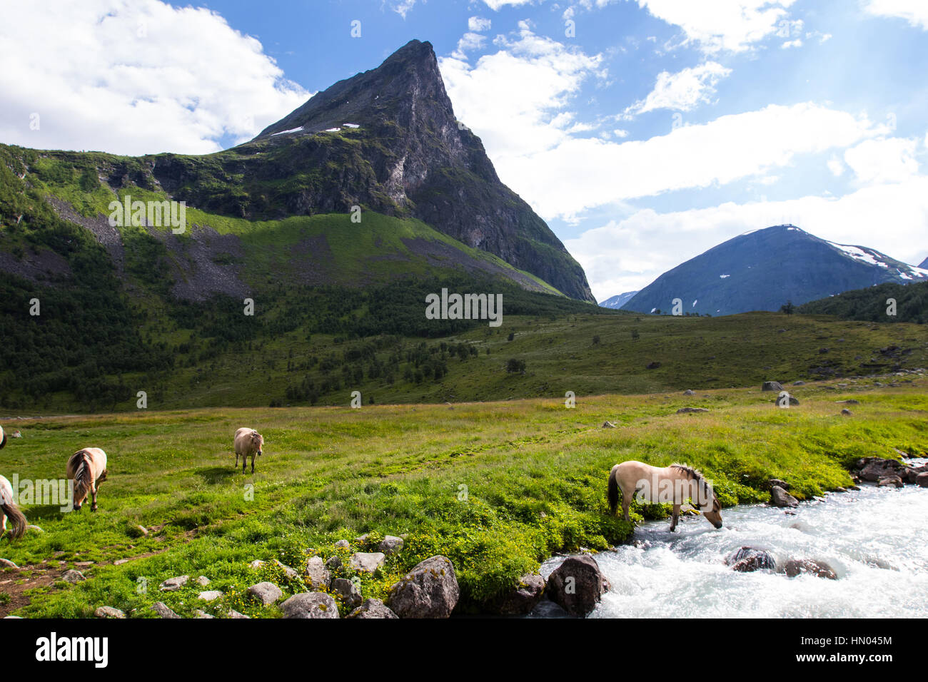 Herde von Pferden im Sommer Alm Herdalssetra, møre Og Romsdal, Norwegen Stockfoto