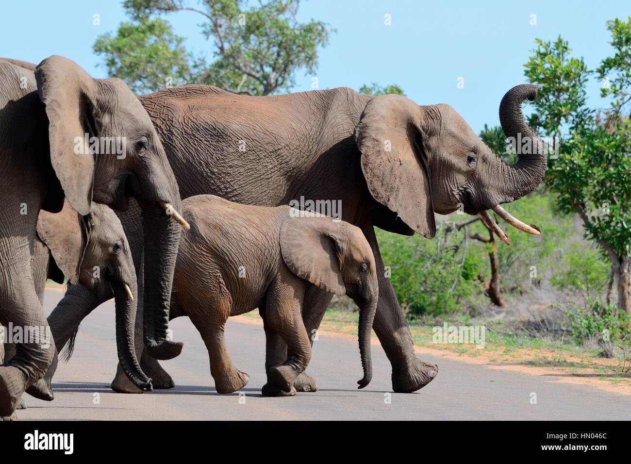 Afrikanischen Bush Elefanten (Loxodonta Africana), zwei adulte Weibchen mit zwei jungen, die über eine asphaltierte Straße, Krüger Nationalpark, Südafrika, Afrika Stockfoto