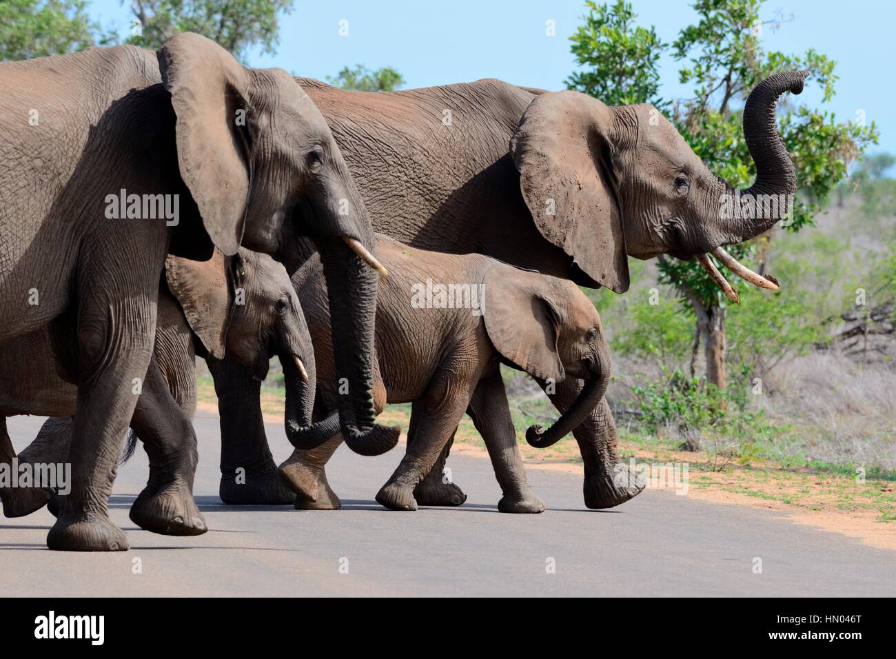Afrikanischen Bush Elefanten (Loxodonta Africana), zwei adulte Weibchen mit zwei jungen, die über eine asphaltierte Straße, Krüger Nationalpark, Südafrika, Afrika Stockfoto