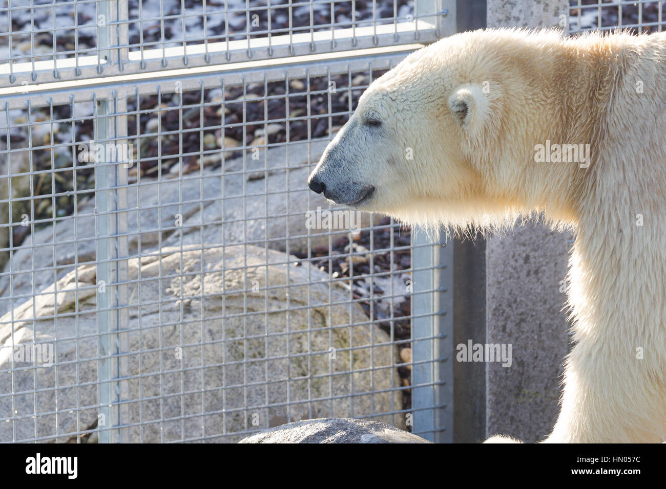 Nahaufnahme von einem Polarbear (Eisbär) in Capticity (Holland) Stockfoto