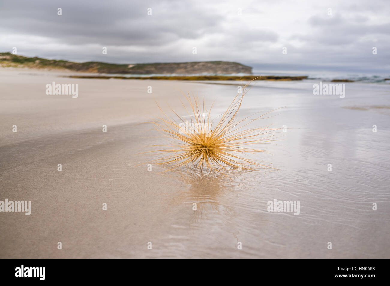 Strand Tumbleweed Closeup am Meer Ufer Stockfoto