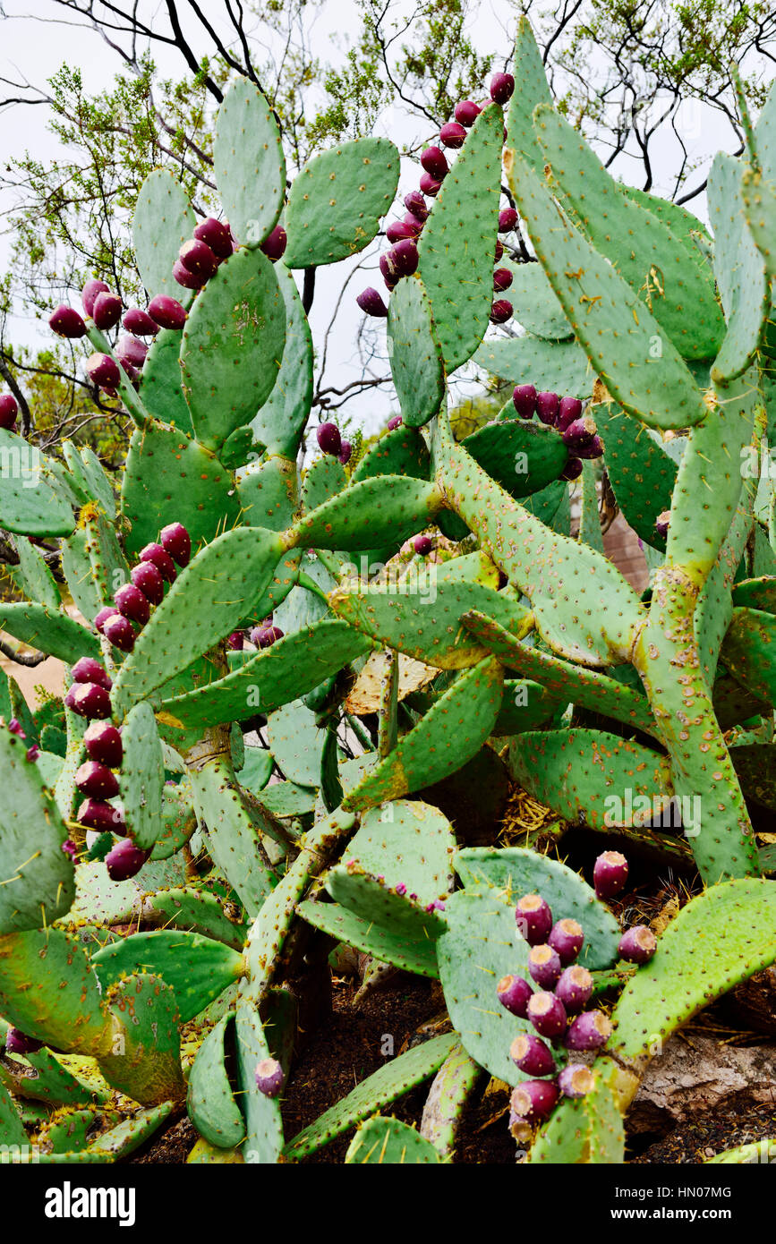 Feigenkaktus (Opuntia Engelmannii) mit reifen Früchten auf die Pads in der Nähe von Sedona Arizona. Stockfoto