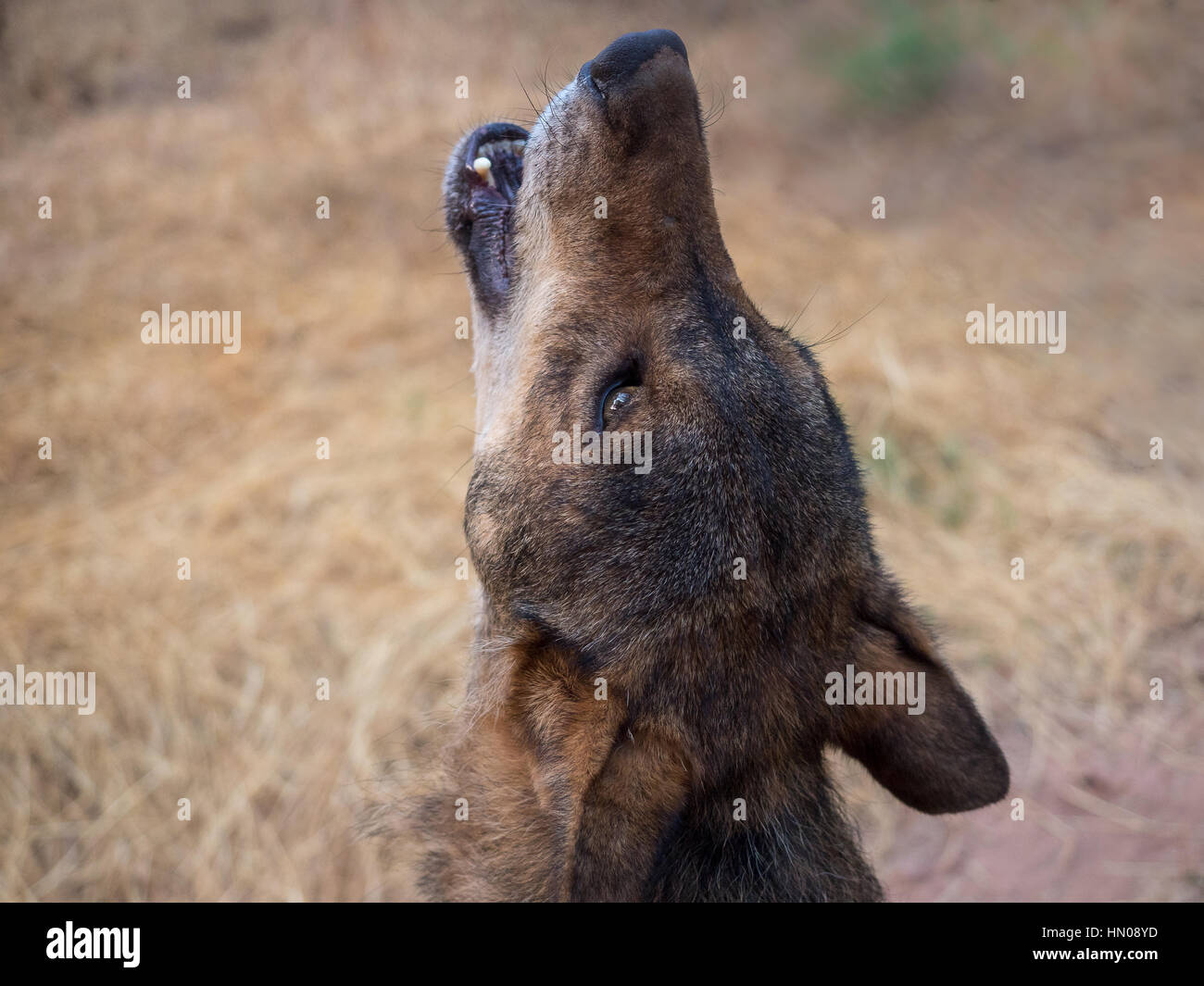 Iberischer Wolf (Canis Lupus Signatus) Heulen im Sommer. Iberische Wölfe haben ein sehr kurzes Fell im Sommer. Stockfoto