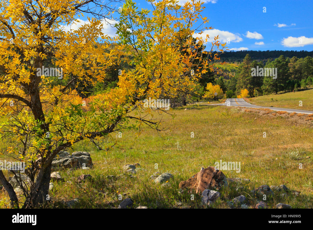 Iron Mountain Road, Peter Norbeck Scenic Highway, Keystone, South Dakota, USA Stockfoto