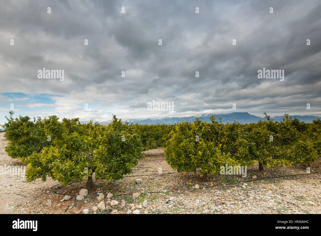 Orangenbäume Orchand in ländlichen Region von Valencia, Spanien Stockfoto