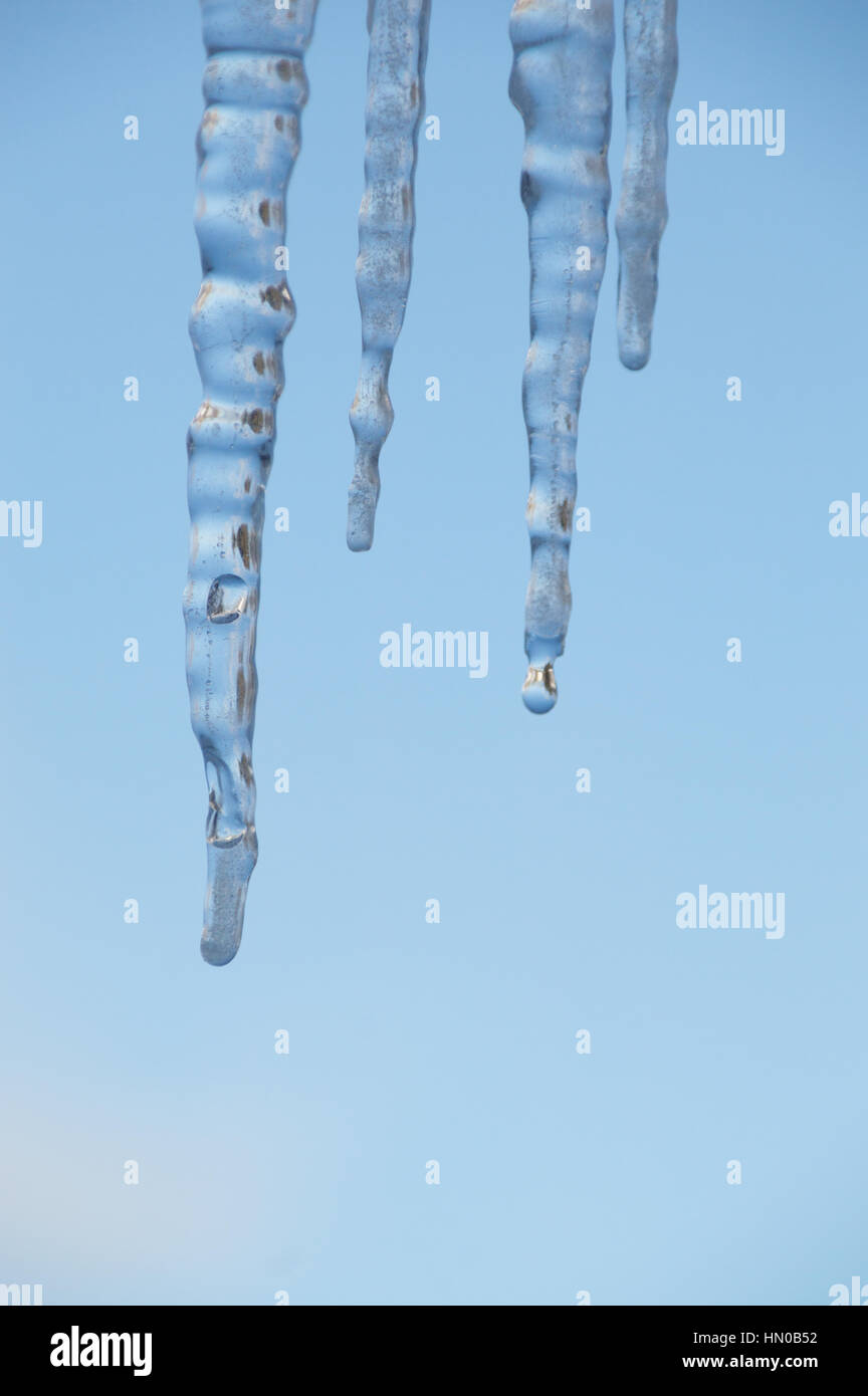 Nahaufnahme von Eiszapfen vor blauem Himmel / hat man einen klares Wassertropfen zu fallen. Stockfoto