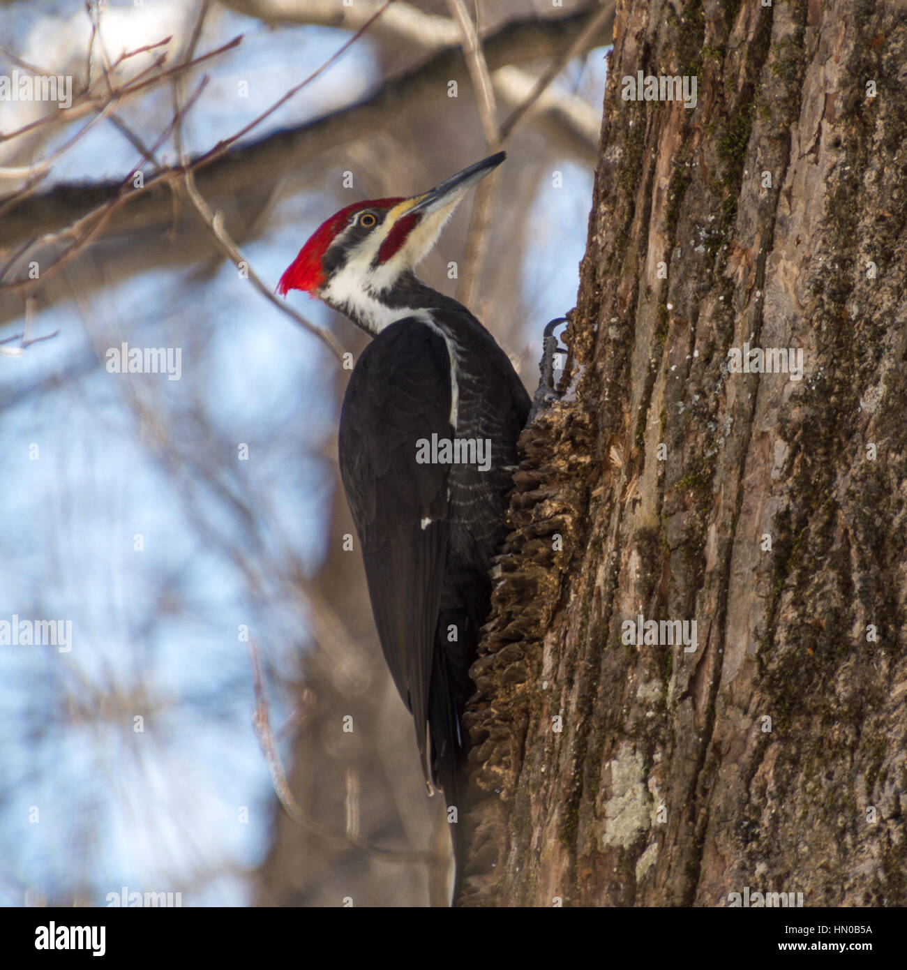 Helmspecht Vogel auf einem alten Baumstamm im Winter. Strahlender Sonnenschein und blauer Himmelshintergrund leuchten rote Kopf. Stockfoto